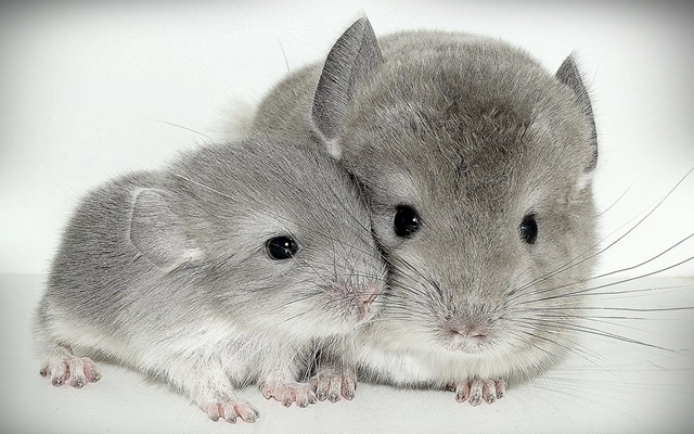 chinchilla