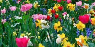Obiceiuri de Florii! Asta se face pentru sanatate, pentru un par frumos, dar si pentru maritis
