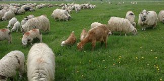 Crescatorii de oi si capre din judetul Arges au déjà banii de subventii in cont!