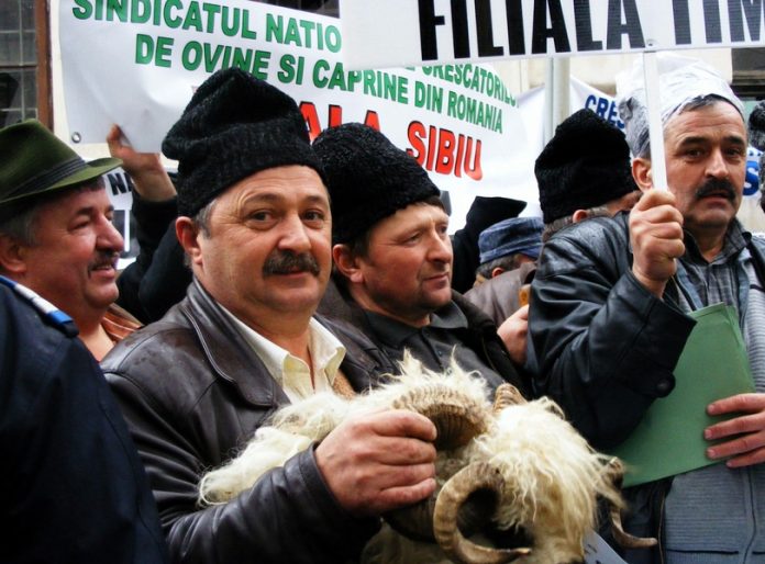 protest bovine si ovine