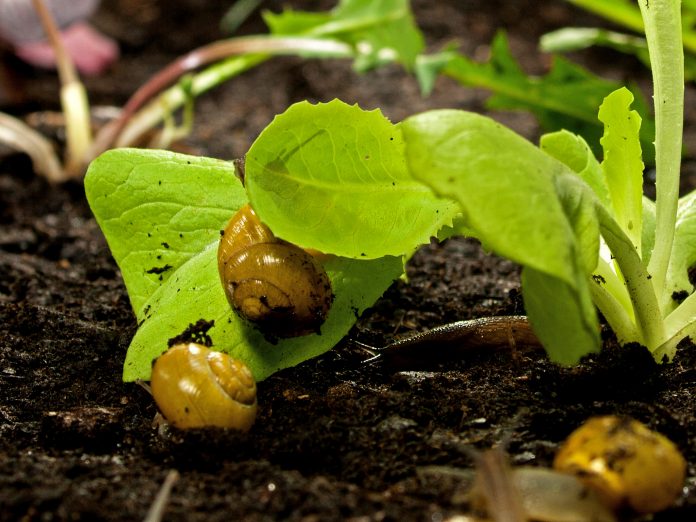 Snails on lettuce. (PHOTO CREDIT: nautilusfilm / NDR nature film)