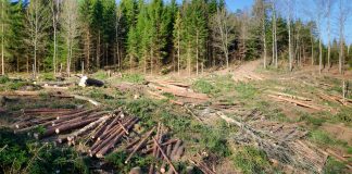 Interesele unor companii straine si o implicare suspecta! Mafia padurilor si mii de hectare de padure taiate la ras!