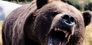 Urs, ÎMPUȘCAT. La doar o oră, un altul a dat ATACUL. Primar Corbi: ”A devenit o TEROARE” pentru oameni