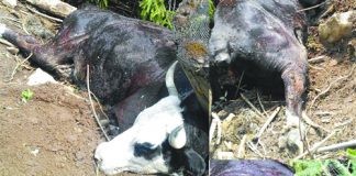 Prefectura Arges a cerut la Ministerul Mediului sa le fie platite vacile mancate de ursi, oamenilor de la Rucar