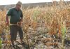 Afla ce bani au primit fermierii afectati de seceta din acest an! 670 de dosare in Arges