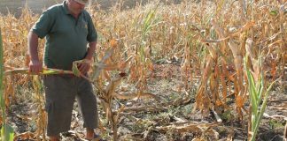 Afla ce bani au primit fermierii afectati de seceta din acest an! 670 de dosare in Arges