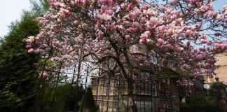 MAGNOLIILE, pe placul pitestenilor! Le FURA de pe domeniul public si le planteaza in propriile curti