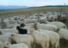 Doi bucuresteni au furat oile de la o stana din Arges! Dosare PENALE