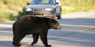 Ursoaică cu pui, filmată de un turist la Barajul Râuşor. Alți 5 urși dau atacul în Lerești