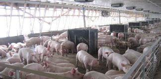 Cate ferme de porci sunt in Arges si ce trebuie facut pentru prevenirea raspandirii pestei porcine africane in judet!