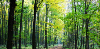 Ajutor FINANCIAR pentru proprietarii de pădure! Termenul de depunere s-a prelungit. Situația în ARGEȘ