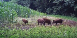 Culturi de porumb DISTRUSE de MISTREȚI în Argeș