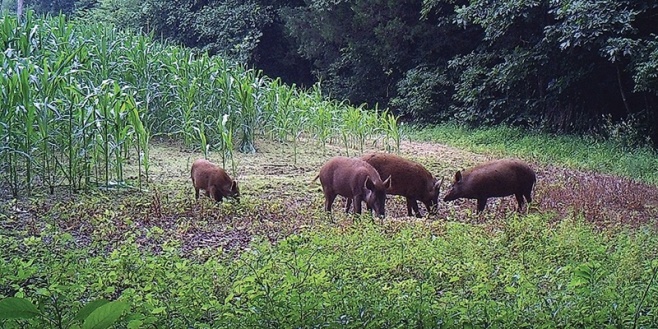 PORCI MISTRETI