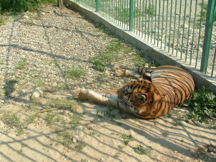 gradina-zoologica-pitesti4