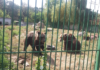 Gradina Zoologica din Pitesti, deschisa pentru vizitatori!