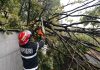 Foto. Copaci rupți de vânt, în Pitești, cartierul Trivale