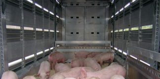 Transport ILEGAL de porci
