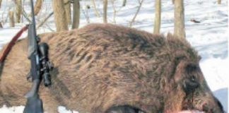 Vânătoare ilegală. Găsit în pădure când tranșa doi PORCI MISTREȚI