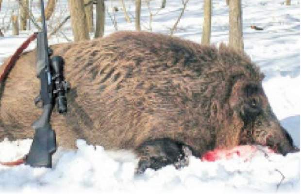 porc mistret
