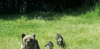 UPDATE: Turiști ATACAȚI de o ursoaică și doi pui, la Vidraru. Ce spun elevii si profesorii salvatori (VIDEO)