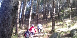 Prefectura Argeș, către cei care se AVENTUREAZĂ pe drumuri necunoscute ori dau nas în nas cu URSUL