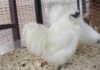 În Pitești! Expoziție Județeană de Păsări și Animale Mici