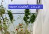 În Argeș! Cultiva CANNABIS, PRINTRE ROȘII, ÎN SOLAR!