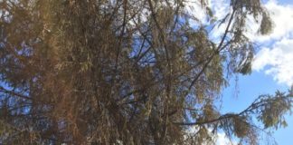 Brad înalt de peste 30 de metri căzut pe o casă, în Argeș, din cauza vântului puternic!