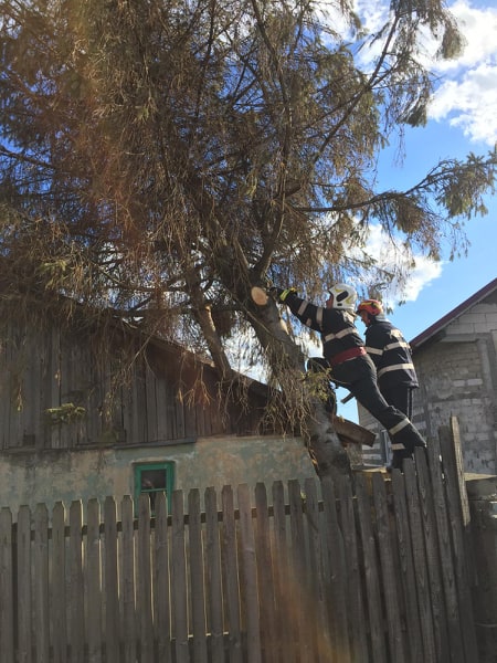 brad cazut pe casa, copac