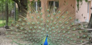 Se redeschide Grădina Zoologică Pitești!