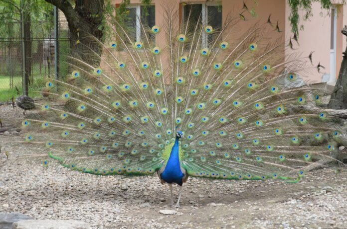 paun.zoo pitesti