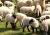 CUMPARATI MIEI DIRECT DE LA CIOBANI! Primaria Corbi vine in sprijinul producatorilor locali