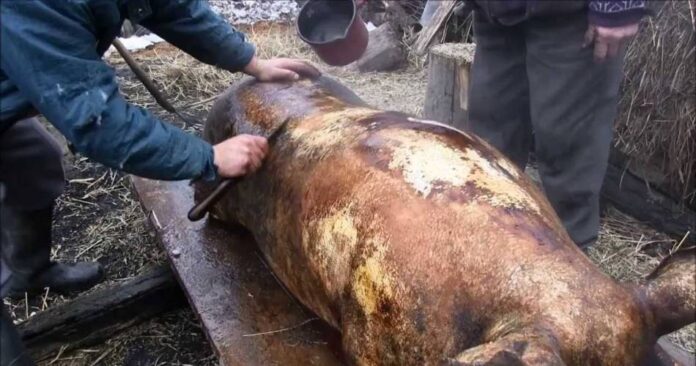 sacrificare porc
