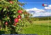 Ajutor pentru producătorii agricoli din sectorul vegetal, anunta deputatul docial democrat Bucura Oprescu!