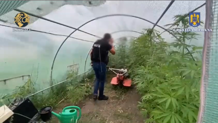 cannabis