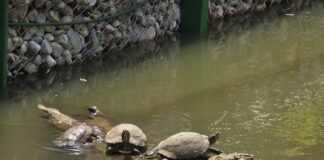 Intrare gratuită la Zoo Pitești de 1 Iunie pentru copii – program și condiții