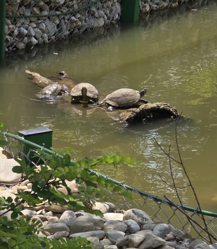 zoo, broaste