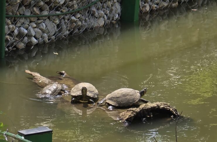Intrare gratuită la Zoo Pitești de 1 Iunie pentru copii – program și condiții