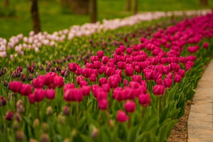 simfonia lalelelor. 2026