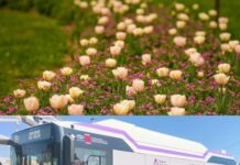 Acces ușor la Simfonia Lalelelor 2026: transport GRATUIT pe toată perioada festivalului