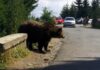 Argeș: turistă de 18 ani mușcată de urs pe Transfăgărășan