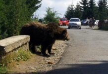 Argeș: turistă de 18 ani mușcată de urs pe Transfăgărășan