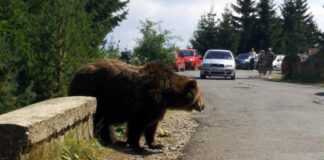 Argeș: turistă de 18 ani mușcată de urs pe Transfăgărășan